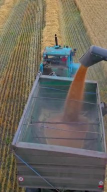 Modern birleştirin hasat boşaltma tahıl içine kamyon römork gün güneşli yaz.