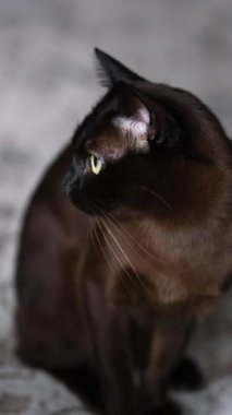 Güzel, parlak, siyah evcil kedi halının üstünde. Güzel kedi pençesini yalıyor ve büyük sarı gözleriyle kameraya bakıyor..