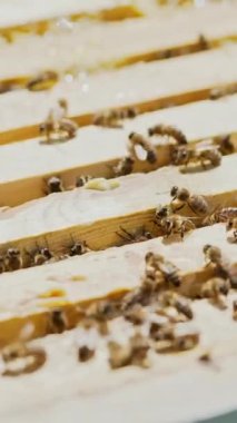 Arı yetiştiricisi arı kovanında çalışır, açık arı kovanında. Ballı çerçeveler. Yazın bir arı..