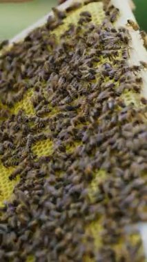 İnsanın eli, yazın arka bahçesinde bal peteği olan ahşap bir çerçeveyi düzgünce tutar.