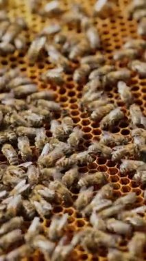 Bal peteği üzerinde çalışan arılar. Arı yetiştiricisi balla ilgili bir çerçeveyi kontrol edebiliyor..