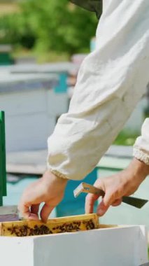 Arı yetiştiricisi arılarla ve arı kovanlarıyla çalışıyor. Arılar bal peteğinde. Arı kovanının çerçeveleri. Arıcılık. Tatlım..