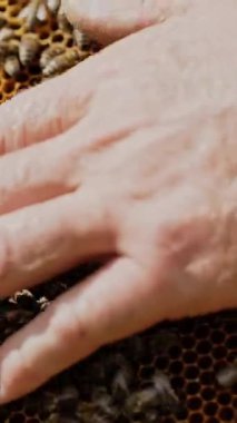 İnsanın elleri bal petekli ahşap bir çerçeve gösterir. Arı kovanının çerçeveleri. Arı yetiştiricisi arıda.