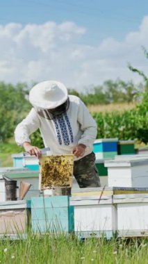 Arı yetiştiricisi arılarla ve arı kovanlarıyla çalışıyor. Arılar bal peteğinde. Arı kovanının çerçeveleri. Arıcılık. Tatlım..