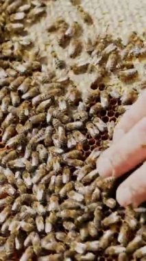 Bir arı yetiştiricisi bal peteği ve arılarla ahşap bir çerçeve tutar. Bal arısına yakın çekim