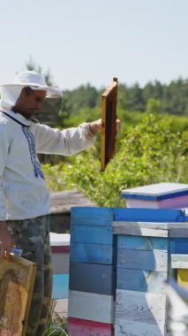 Arı kovanında arıları denetleyen çiftçi. Doğanın arasında tahta arı kovanları. Koruyucu şapkalı arı yetiştiricisi arılarla çerçeveyi inceliyor. Apiary kavramı.