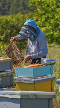 Çerçevedeki arıları inceleyen çiftçi. Korumalı şapkalı bir Apiarist arıya bal peteği bakıyor. Yeşil doğada pek çok arı kovanı var..