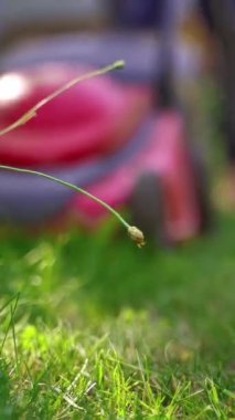 Yazın bahçe işleri. Çim biçme makinesinin arka planındaki yeşil çimenler. Motor çim biçiyor. Yakın plan..
