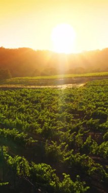 Güzel Napa, California, ABD 'deki üzüm bağlarında sıra sıra yetişen yeşil sarmaşıklar. Batan güneşin altında iyi korunan tarım alanı. Dikey video