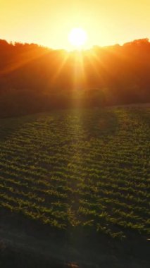 Sıcak batan güneş ışınları sarmaşıkların yeşil sıralarına düşüyor. Tarım alanında yetişen genç asmalar ağaçlarla sınırlıdır. Arka planda sarı gökyüzü. Dikey video