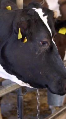 Modern çiftlikte inekler besleniyor. Küçük çiftçilik çiftçiliğinde sığır sürüsü üretim endüstrisi Dikey video
