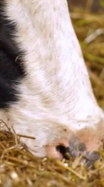 Sürü ineği için yemek verin. Bir ineği saman dikey videoyla besleyen organik süt çiftliği