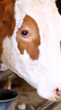 Çiftlikte süt sağan inek portresi. İnek çiftliği kavramı, tarım ve çiftlik hayvanları dikey video