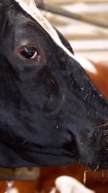 Bedava hayvan ahırında inekler. Kırsal kesimde süt ineğindeki inekler dikey videoda çiftçilik yapıyor.