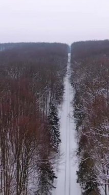 Kışın Woodland. Karlı havada yapraksız kahverengi ağaçlar. Kışın çok güzel bir orman. Hava görüntüsü. Geri çekilin. Dikey video