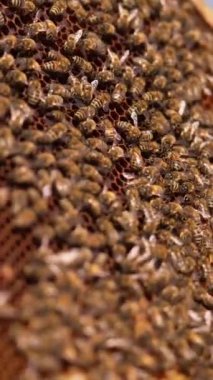 Arı kolonisinin süründüğü bir çerçevede siyah bal peteği. Arı yetiştiricisinin ellerindeki yarı mühürlü çerçeve hasat için hazır. Kapatın. Dikey video