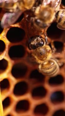 Bal böcekleri minik kanatlarıyla arı kovanını havalandırıyor. İşçi arılar bir hücreden diğerine hareket ediyorlar. Meşgul arılar yaklaşıyor. Arkaplan bulanık. Dikey video