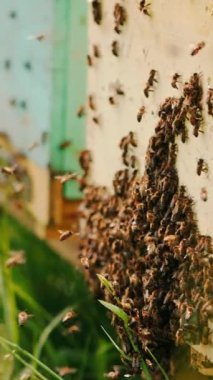 Arı kovanına arı damızlığı yerleştirmiş. Kovanın etrafında bir sürü arı uçuşuyor. Kapatın. Bulanık zeminde yeşil çimenler. Dikey video