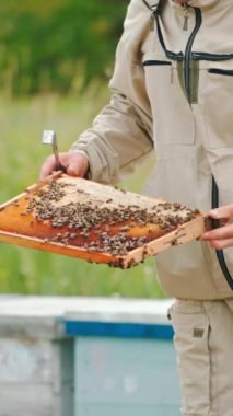 Erkek arıcı, çerçeveyi iyice kontrol ettikten sonra kovanına yerleştirir. Çiftçi, ahşap arıyı kontrol et. Yeşil doğa arka planda bulanık. Dikey video