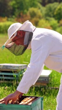 Beyaz elbiseli ve koruyucu şapkalı yetişkin arı yetiştiricisi bir bal çerçevesi alıyor. Apiarist arı kolonisine dikkatlice bakıyor. Bulanık, güneşli doğal fon. Dikey video
