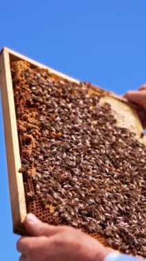 Mavi gökyüzünün zıt arkaplanındaki bal çerçevesi. Arıcı 'nın eli, arı yavrularıyla kaplı bir çerçeveyi tutuyor. Düşük açı. Dikey video