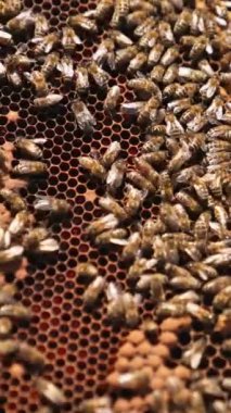 Balmumu çerçevesinde yürüyen arılarla meşgul. Erkek el böceklerden birine dokunuyor. Kapatın. Dikey video