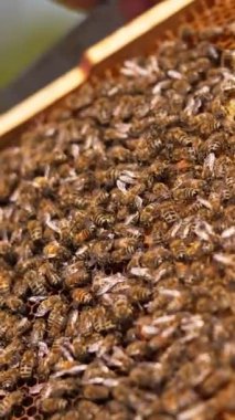 Birçok arı balmumu çerçevesinin yüzeyini kapladı. Çalışan güzel böcekler bal hücrelerinde başıboş dolanıyorlar. Kapatın. Dikey video