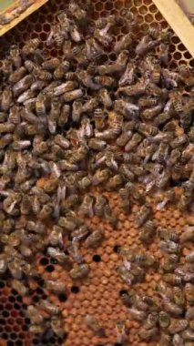 Erkek eli bal çerçevesinden arıyı alır. Hücrelerde dolaşan sayısız meşgul böcek. Kapatın. Dikey video