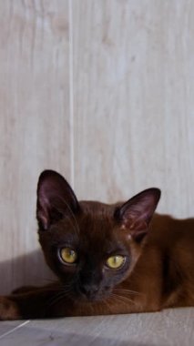 Küçük bir kedi yavrusu yerde yatıyor. Küçük burma kedisi evde dinleniyor ve kenarlara bakıyor. Safkan evcil hayvan evde dinleniyor. Dikey video