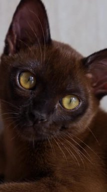 Sevimli kedi portresi. Büyük gözlü güzel burma kedisi. Rahat soylu kedi yavrusu evde yatıyor. Evcil hayvan. Yakın plan. Dikey video