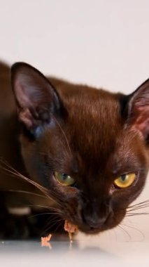 Kahverengi burma kedisi yer. Kedi yavrusunun portresi yemek yiyor. Beyaz evcil hayvan izole edilmiş. İçerideki sevimli safkan hayvan. Dikey video