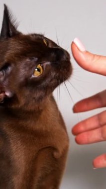 Güzel kedi yavrusuyla oynayan bir kadın eli. Safkan kedi insan elini kokluyor. Birmanya kedisi evde oynuyor. Sevimli evcil hayvan. Dikey video