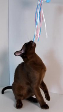 Evdeki sevimli hayvan. Safkan kedi yavrusu renkli kurdelelerle oynuyor. İnanılmaz kahverengi burma kedisi evde oynuyor. Dikey video