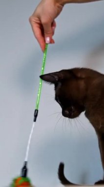 Kahverengi evcil hayvan. Evde oynayan güzel bir Burmalı kedi. Sevimli soylu kedi yavrusu oyuncak çubukla neşe içinde oynuyor. Dikey video
