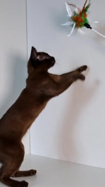 Sevimli kediyle oynayan bir kadın eli. Kahverengi soylu kedi yavrusu beyaz arka planda renkli bir oyuncakla oynuyor. Evdeki güzel kısa saçlı Burmalı kedi. Dikey video
