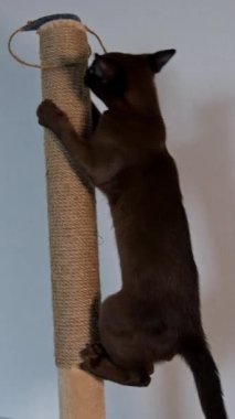 Soylu kedi içeri tırmanıyor. Birman kedisi iple oynuyor. Sevimli safkan kedi yavrusu evde oynuyor. Komik hayvan. Dikey video