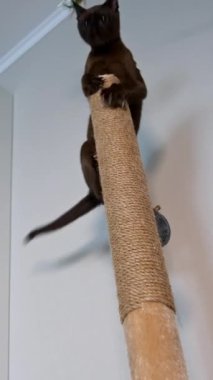 Evdeki komik kahverengi kedi yavrusu. Zeki Burmalı kedi, kapalı alanda karton bir sopayla yükseğe zıplıyor. Safkan hayvan oyunu. Dikey video