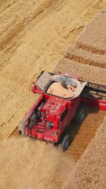 Hasat mevsiminde ekin biçen kırmızı hasatçı. Güneşli bir günde sahada çalışan yüksek güçlü bir makine. Üst Manzara. Dikey video