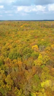 Sonbahar mevsiminde sık ormanlarda parlak renkler. Daire hareketi, otobandan geçen güzel orman manzarası üzerinde çekildi. Dikey video