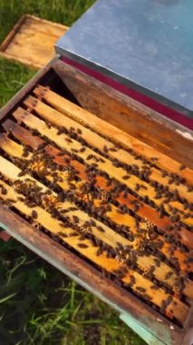 Arılı arı kovanı. Kovanın içindeki ahşap çerçevelerde sürünen arılar. Yeşil çimlerde arı kovanı. Üst Manzara. Apiculture. Dikey video