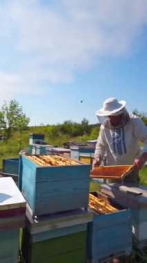 Mavi gökyüzünün altındaki Apiary. Arı yetiştiricisi arıları yazın doğada inceliyor. Korumalı şapkalı çiftçi bahçede arıları kontrol ediyor. Arıcılık konsepti. Dikey video