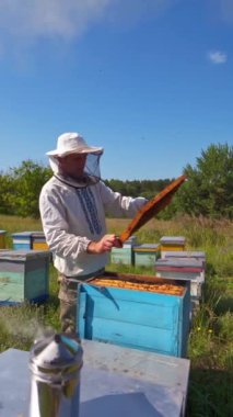 Apiarist doğadaki arıları inceliyor. Kırsal kesimdeki endüstriyel fabrika arka planında arıcılık işlemi. Dikey video