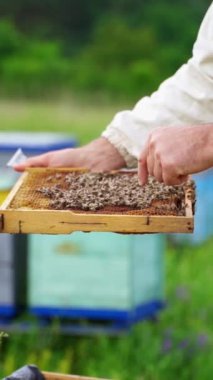 Yazın arıcılık sınavı var. Apiarist erkek, renkli arı kovanlarının arka planında çıplak elle karede sürünen arılara dokunur. Dikey video