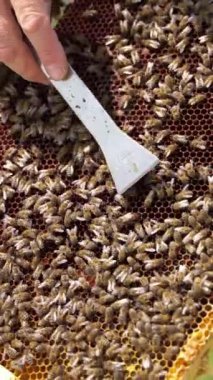 Bal üreten arılar. Arılı bal peteği. Arıcı 'nın elleri arı ve bal dolu çerçeveyi arı kovanında tutuyor. Yakın plan. Dikey video