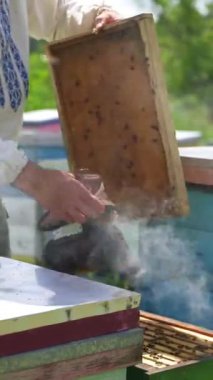 Arıcı arı kovanını denetliyor. Sigara içen ve arı kovanında çalışan bir adam arıcı. Arıcılık konsepti. Dikey video