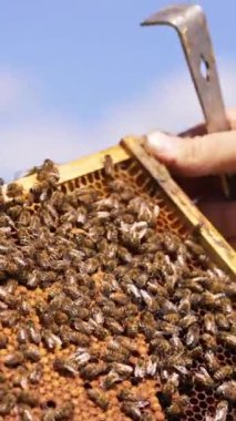 Erkek çıplak elleri çerçevedeki arılara dokunuyor. Balmumu çerçevesinin yüzeyini kaplayan arı kolonisi. Mavi gökyüzü arkaplanı. Dikey video