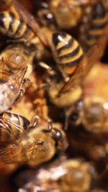 Çalışkan arılar çerçevenin üzerinden hızla geçiyorlar. Bal böceklerinin hücreleri mühürlediği makro çekim. Kapatın. Dikey video
