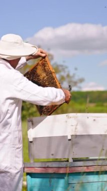 Arıcı, arılarla kaplı kahverengi bir çerçeve tutuyor. Apiarist, bal çerçevesini tahta bir arı kovanına yerleştirir. Bulanık doğa arkaplanı. Dikey video