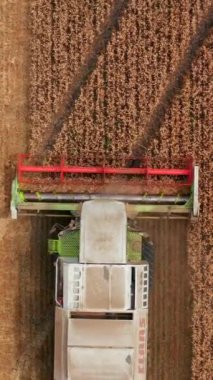 Beyaz, kırmızı biçme mekanizmasıyla birleşince olgunlaşmış buğday hasadını kesiyor. Sahada çalışan makinenin kuş bakışı görüntüsü. Dikey video