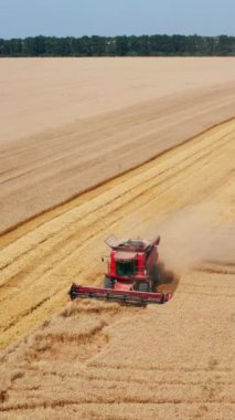 Kırmızı hasatçı olgunlaşmış buğday tarlasında yavaşça ilerliyor. Modern kombine güzel, geniş bir tarlada çalışıyor. Hava görüntüsü. Dikey video